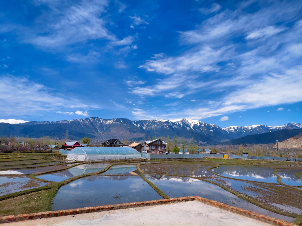 Talib__rather's tweet photo. Golden fields, mountain air, and a season that feels like magic 🌼✨🏔🏔
#spring #kashmir #amazingviews #mountains #blossoms #magicalviews https://t.co/tAA0dG1aLn