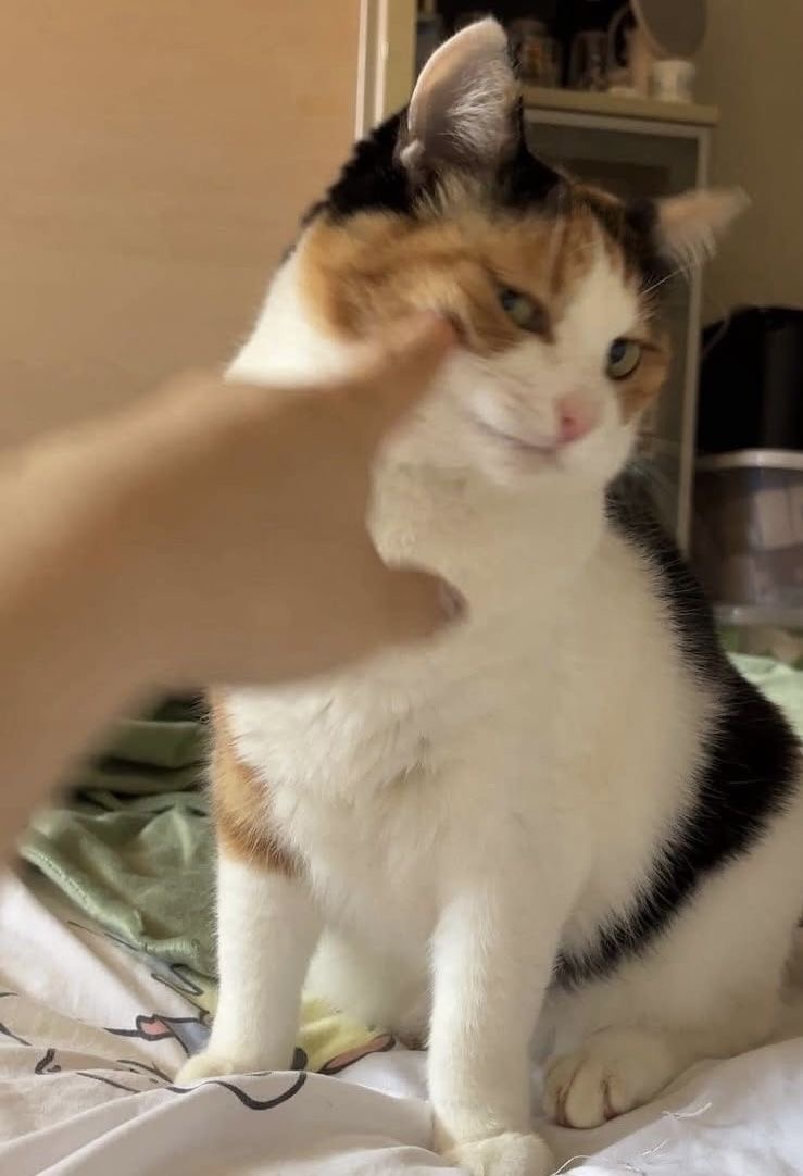 No Context Cats tweet media