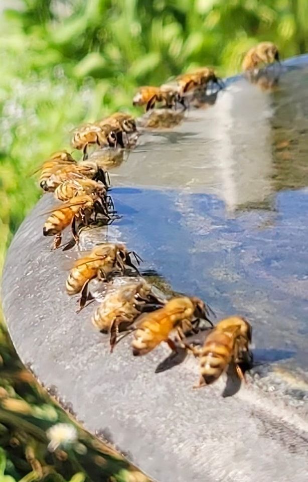 "Bees do have a smell, you know, and if they don't they should, for their feet are dusted with spices from a million flowers" 
―  Ray Bradbury
