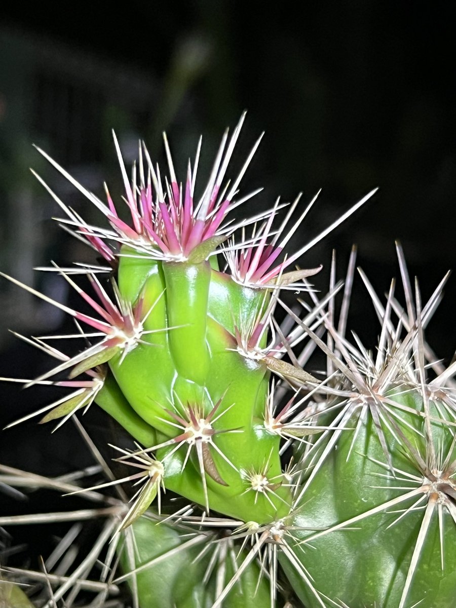 やぎʚ♡ɞ tweet media