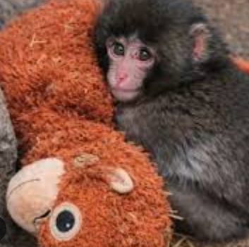 ArgenTowel tweet media