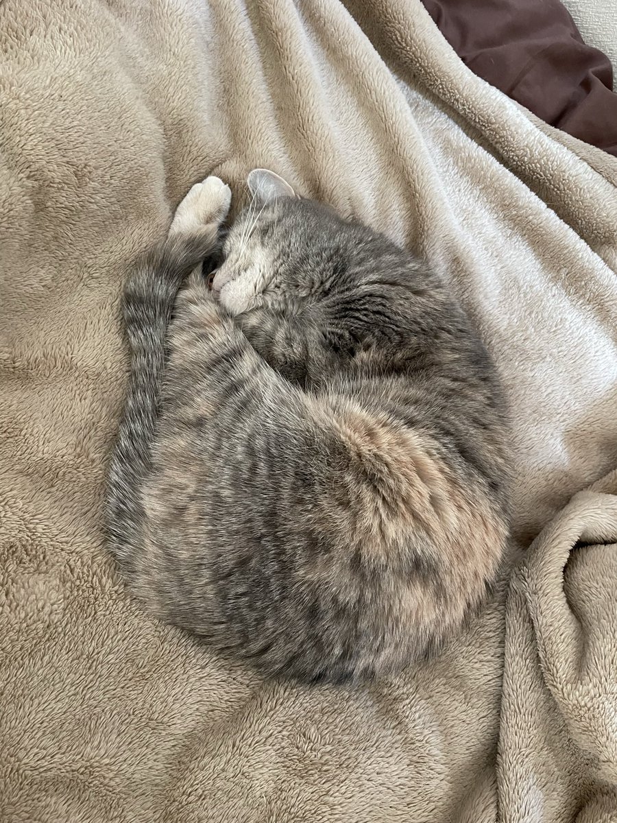 たりま姫 tweet media