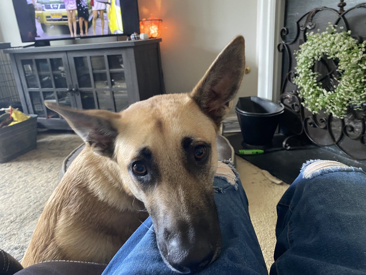 SouthernBellePatriot ❤️ 🇺🇸 tweet media