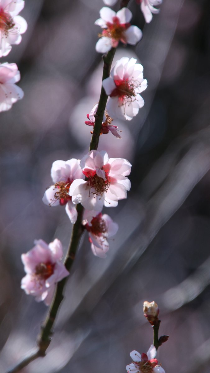 まんぼう♡︎ʾʾ tweet media