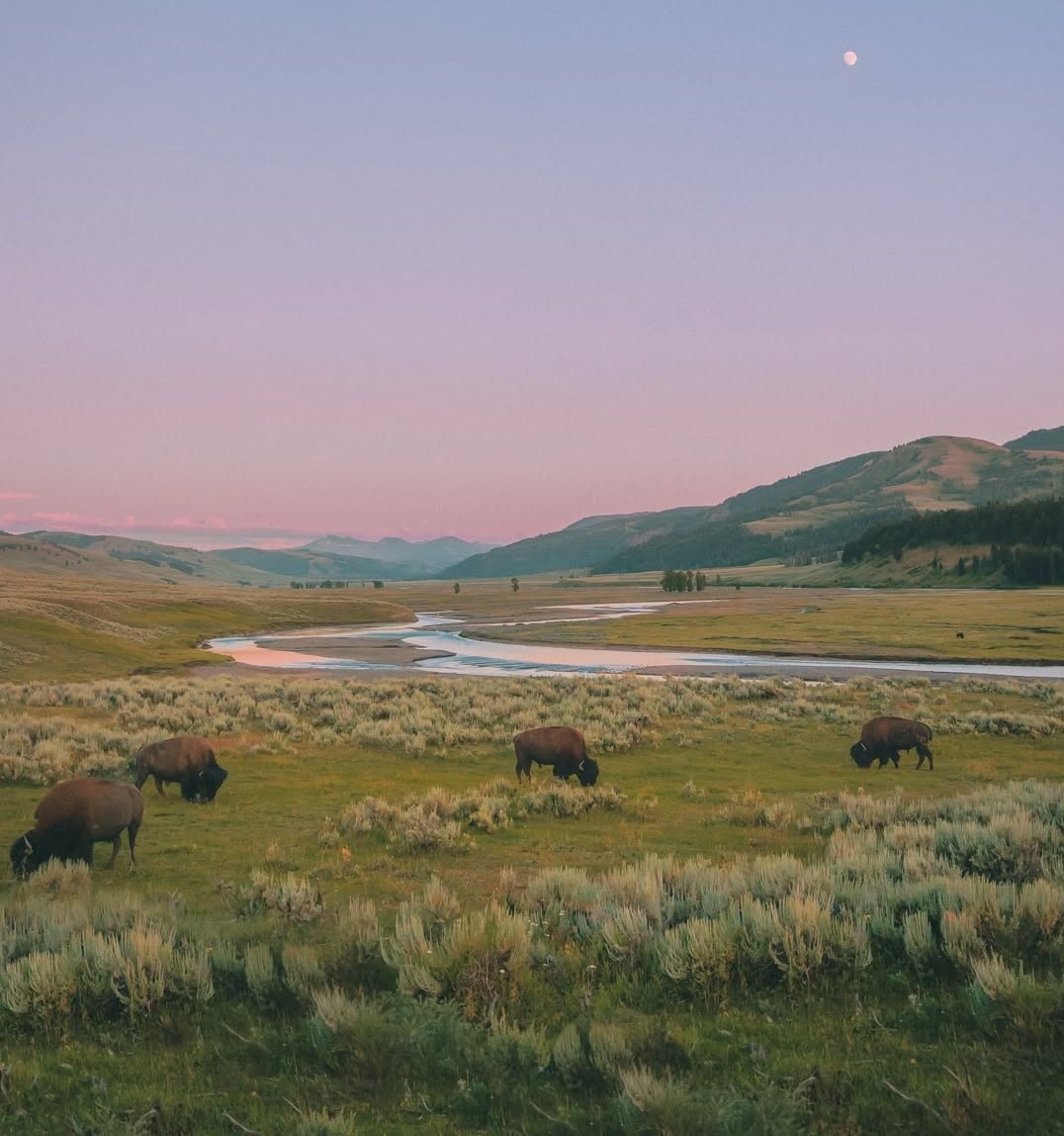 𝘄𝗮𝗻𝗱𝗲𝗿𝘁𝗿𝗮𝘃𝗲𝗹𝘀 tweet media