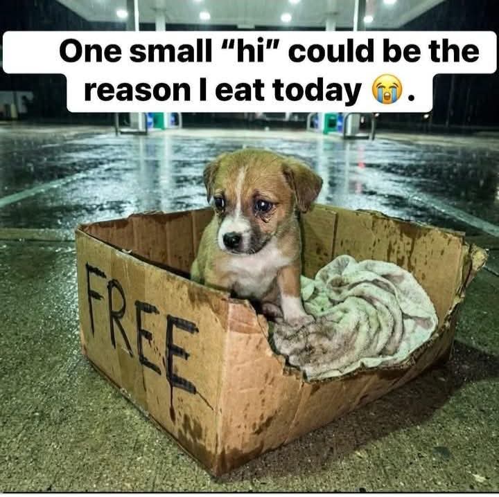 theDogLovers tweet media