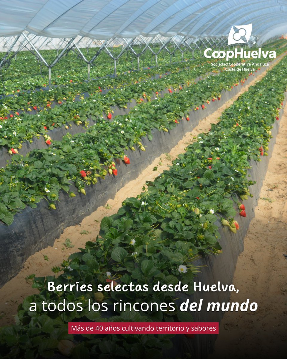 coophuelva.es tweet media