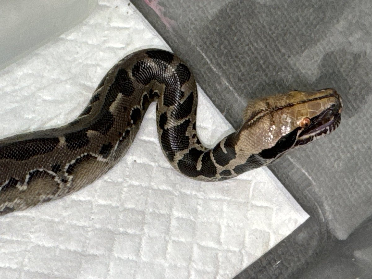 D.N.A高知店 tweet media