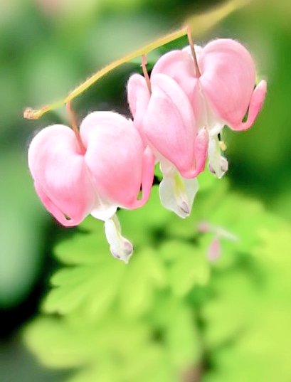 神辺紗織＊.:*:・❄️🌙🌸 tweet media