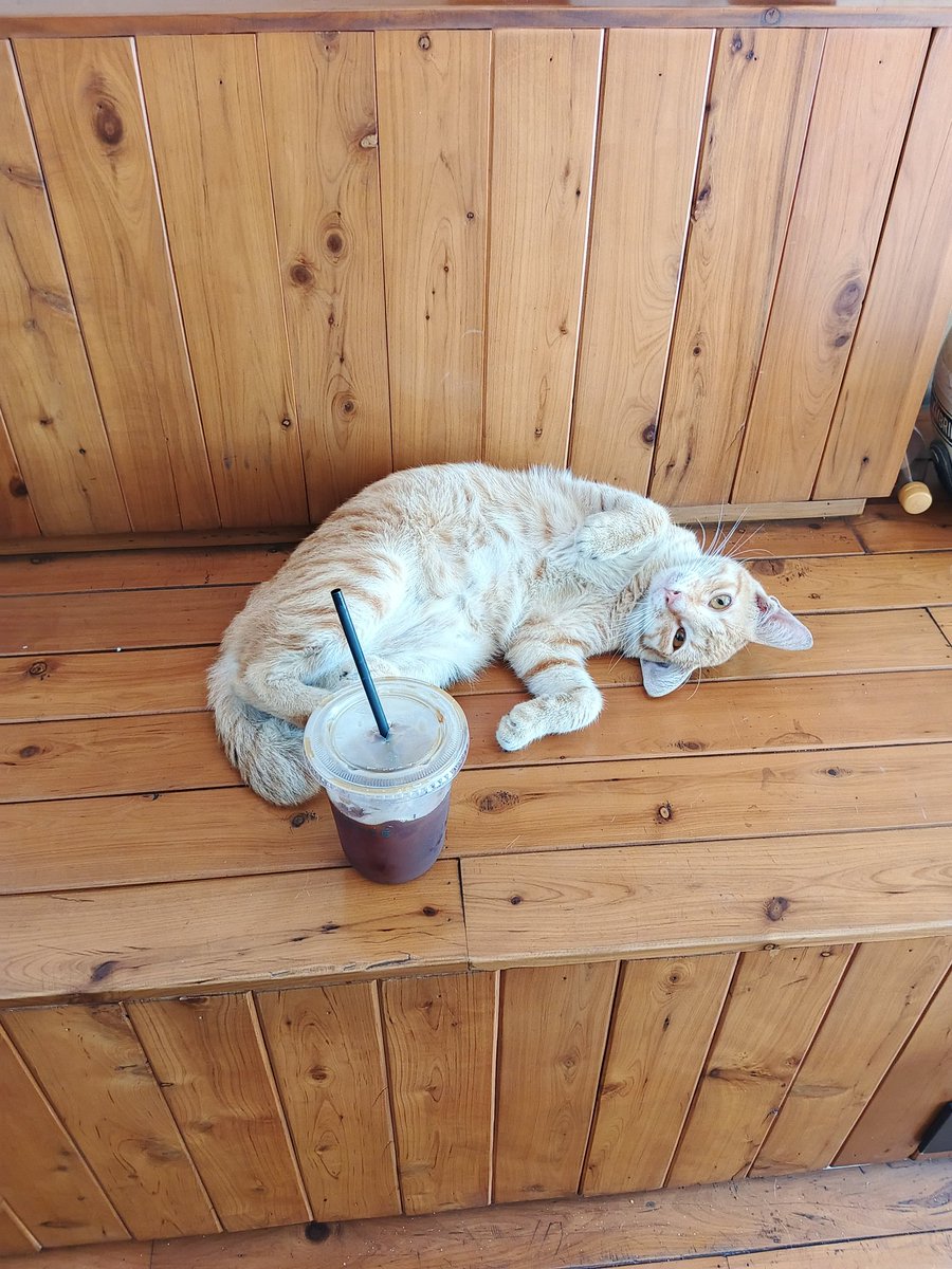 pajejeri's tweet photo. meowricano https://t.co/N1pl25nd8h