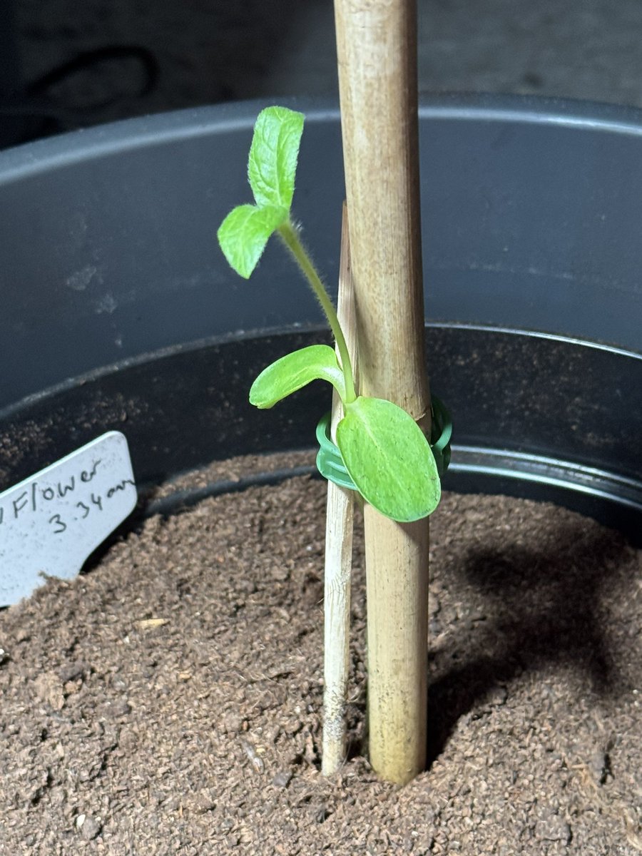 Snack Butty tweet media