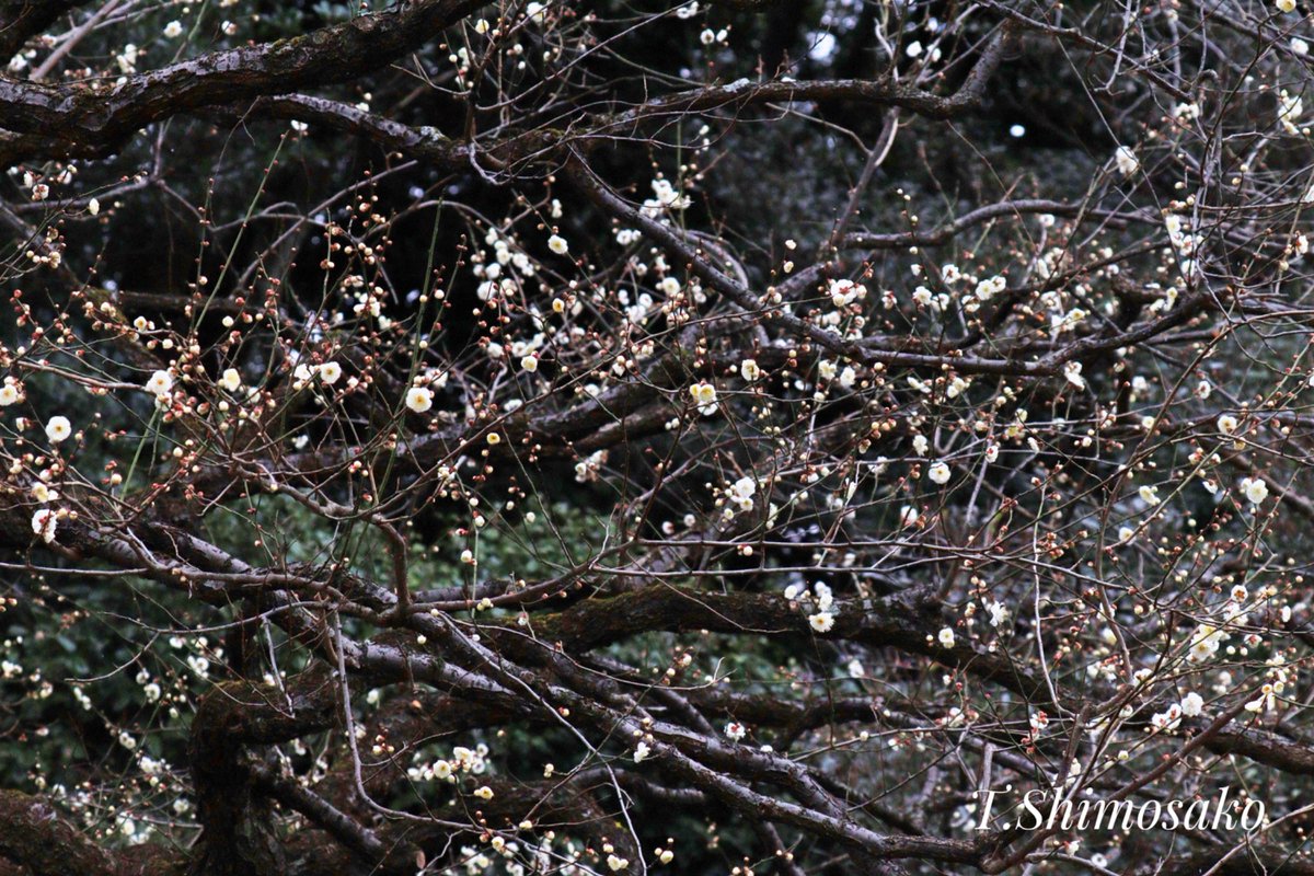 千葉タコス🌮 tweet media