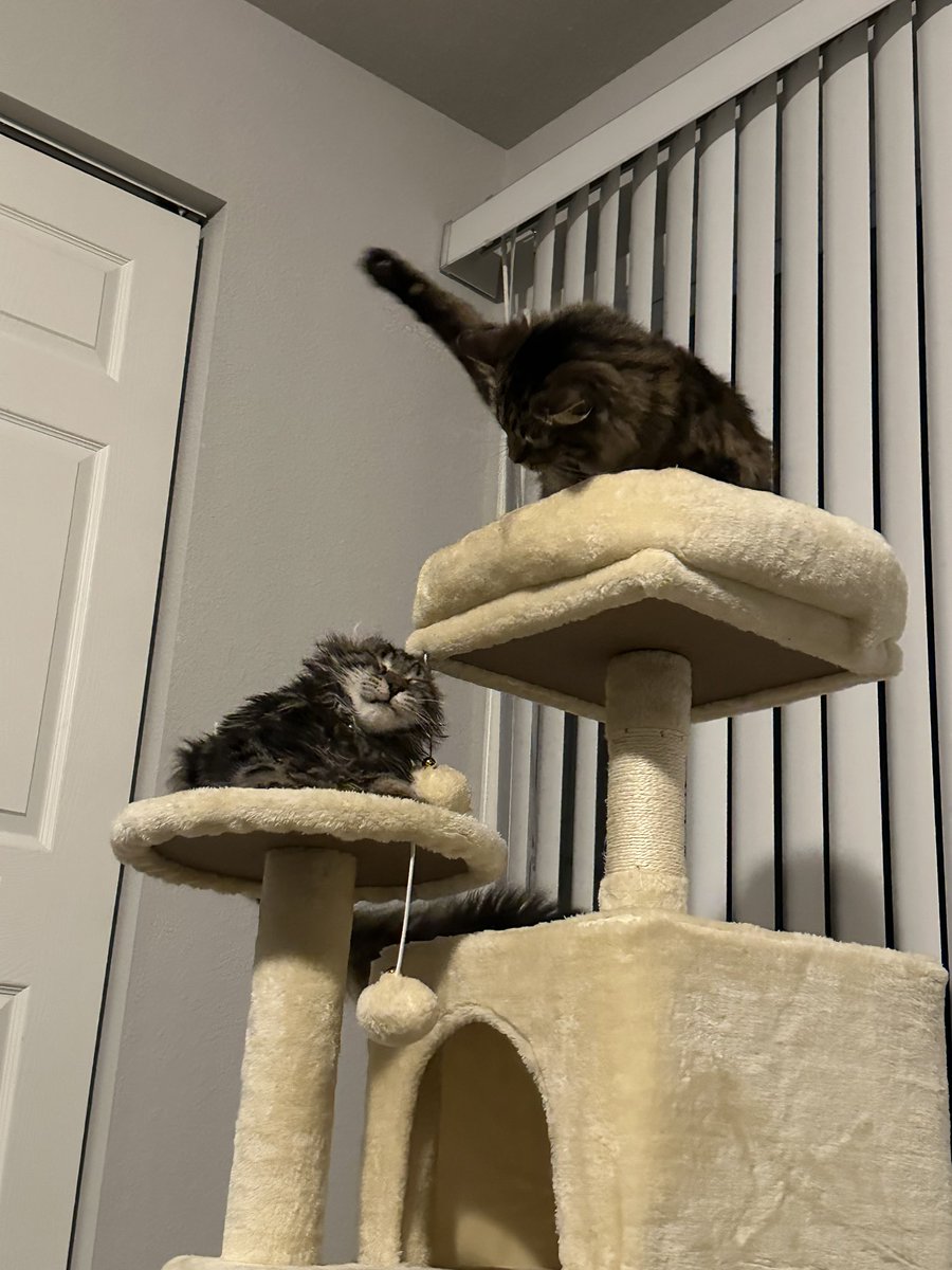 rev 😻 tweet media