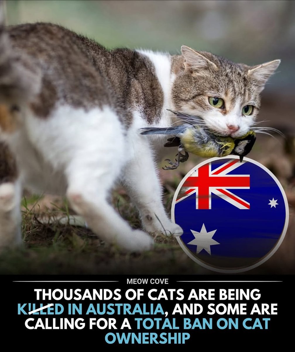 We don't deserve cats 😺 tweet media