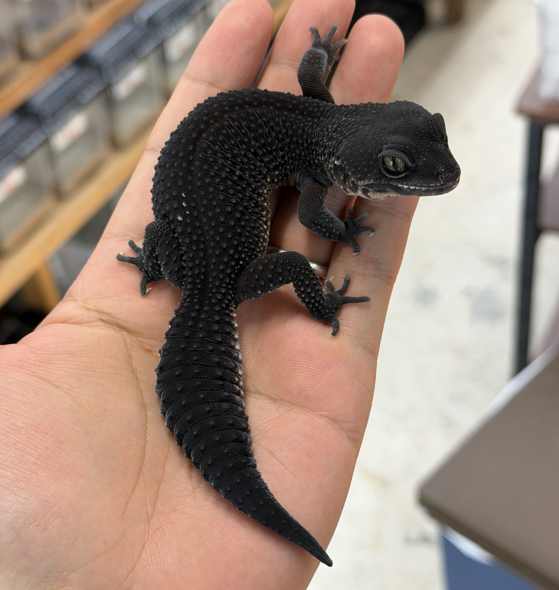 ファニーテール大阪本店 tweet media