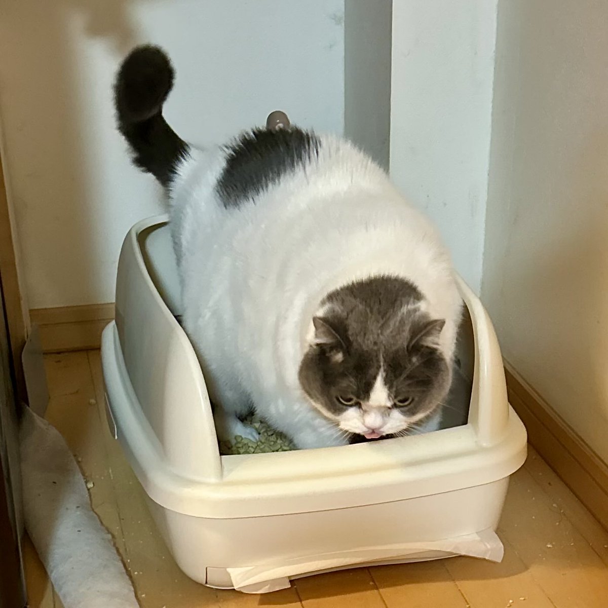 県道92号 tweet media