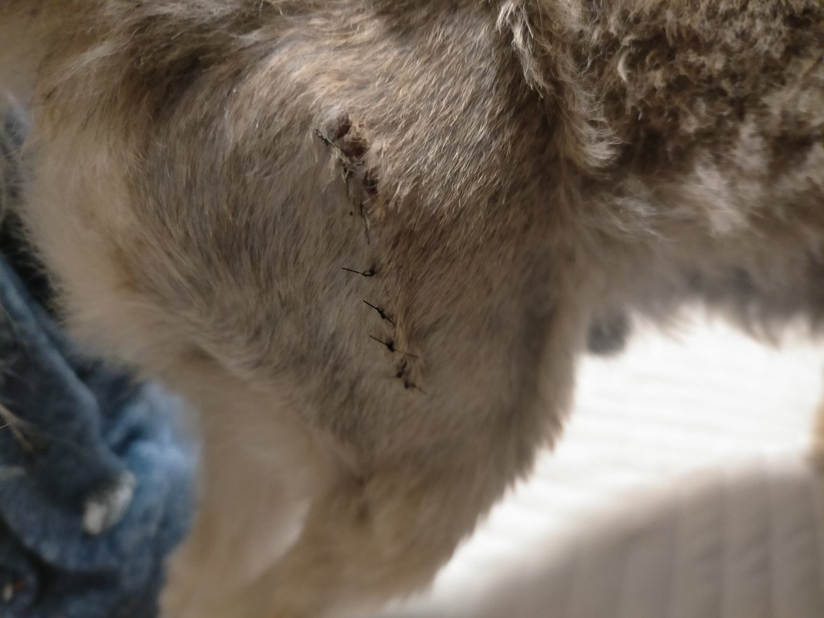 naruga427's tweet photo. 犬の大腿骨頭を取りました。ひとまず元気そうでよろしい https://t.co/7kjhDTWaot