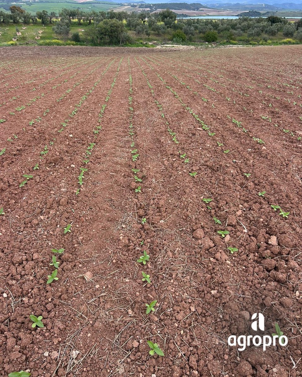 @agroproEs tweet media