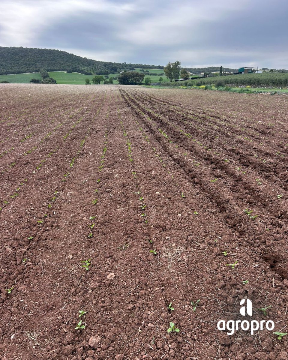 @agroproEs tweet media