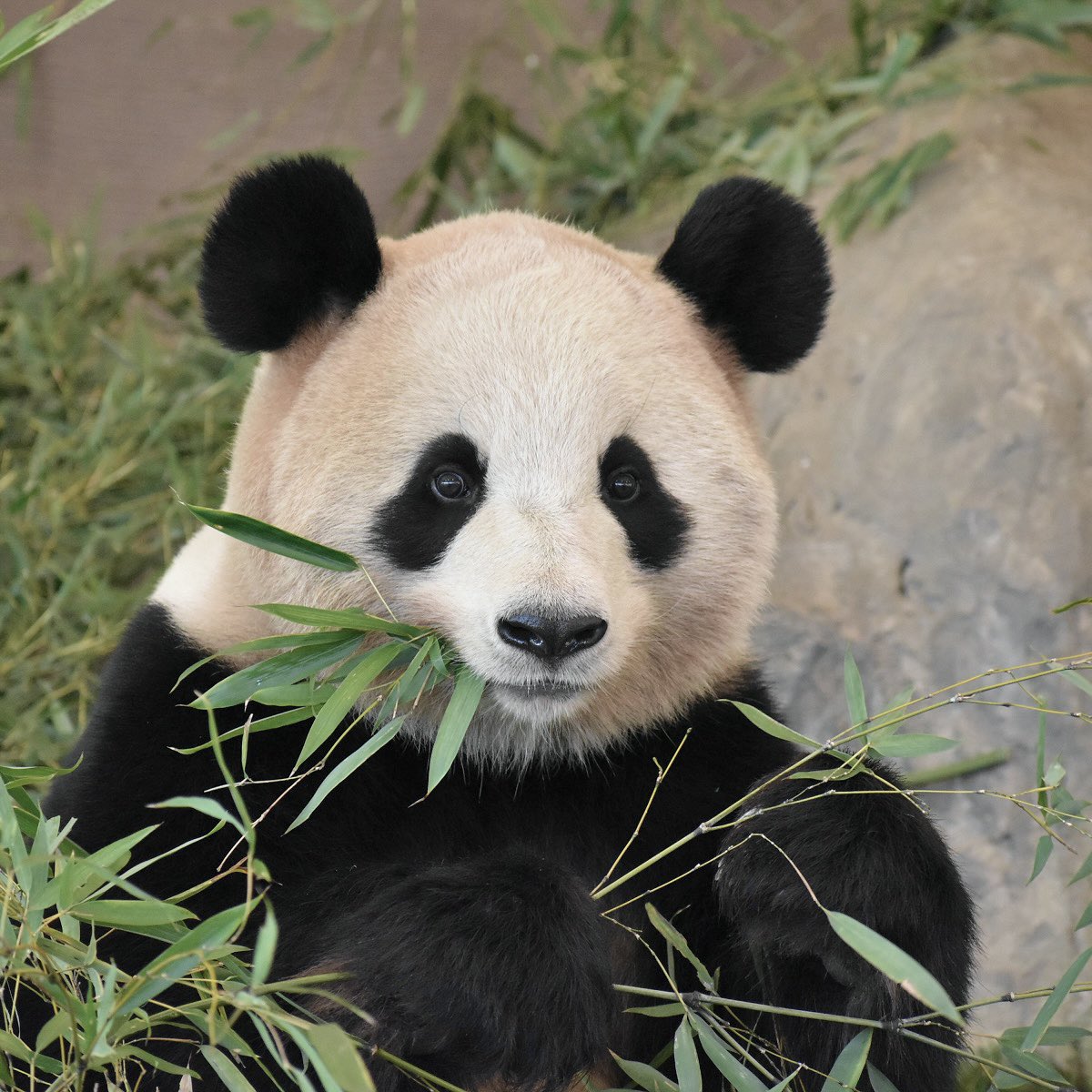 csk_panda's tweet photo. バブみって桜ちゃんのためにある言葉だよね👶 https://t.co/lZVN4Uv6PU