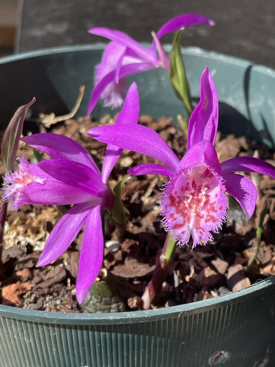 Inga Nik tweet media