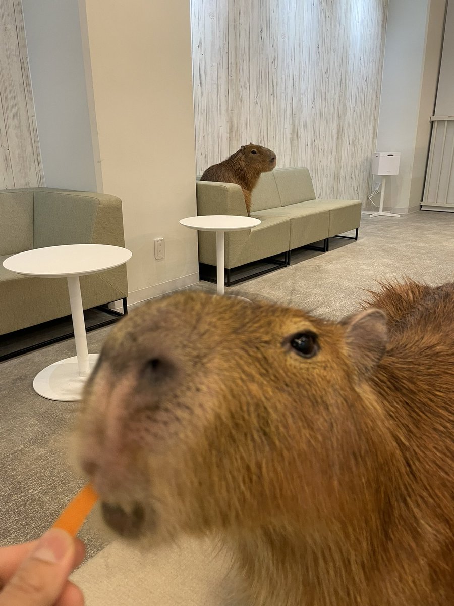 cafe capyba（カピバラカフェ capybara cafe in Tokyo） tweet media
