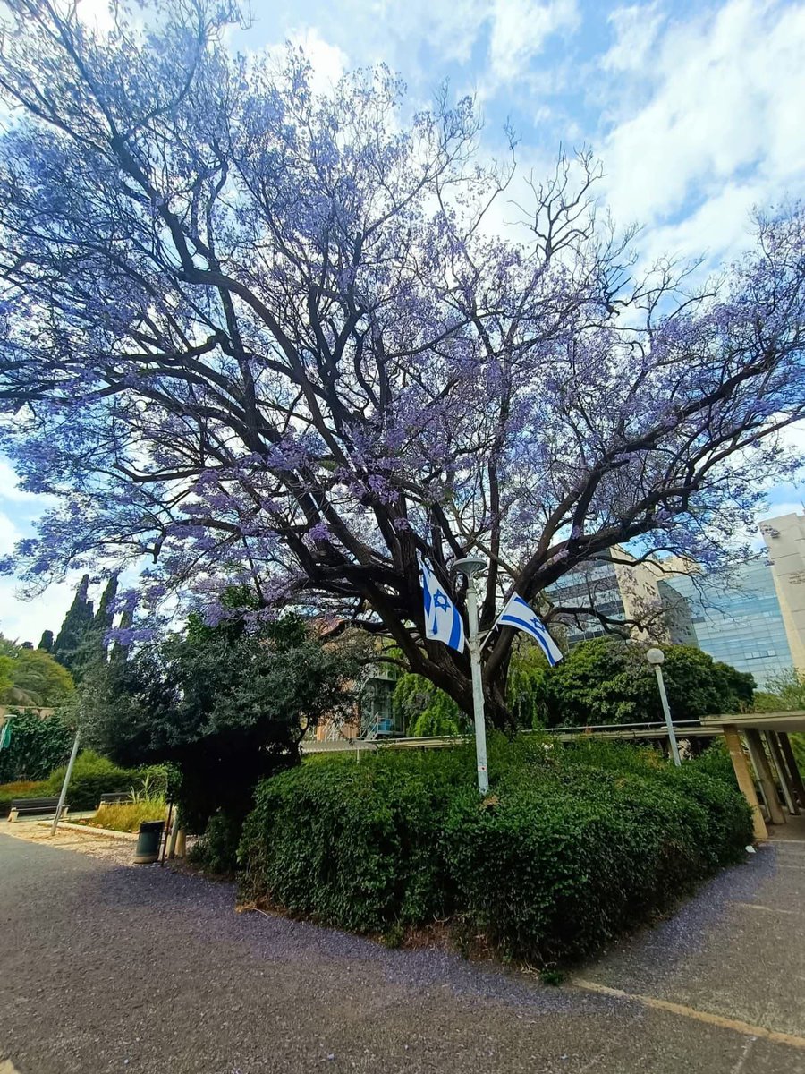 Israel ישראל tweet media