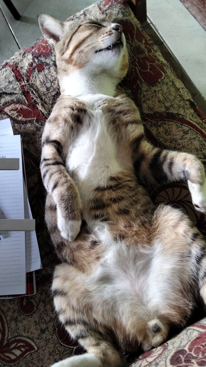 thamimavocado 🥑 tweet media