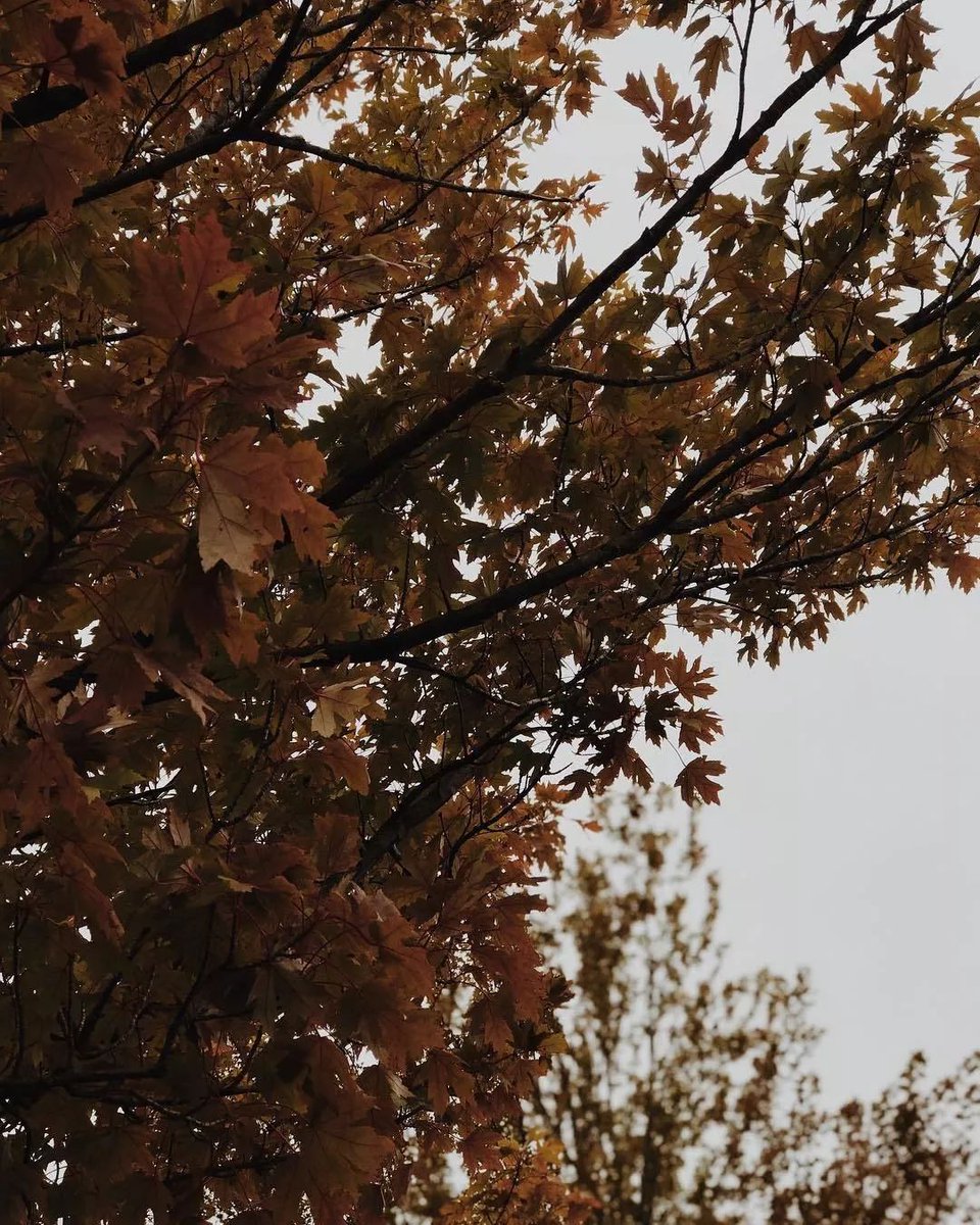 Robyn Tomek tweet media