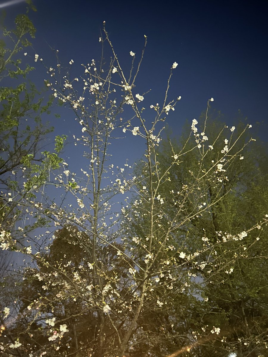 咲きはじめるとやっぱり嬉しいねぇ
花見したいな