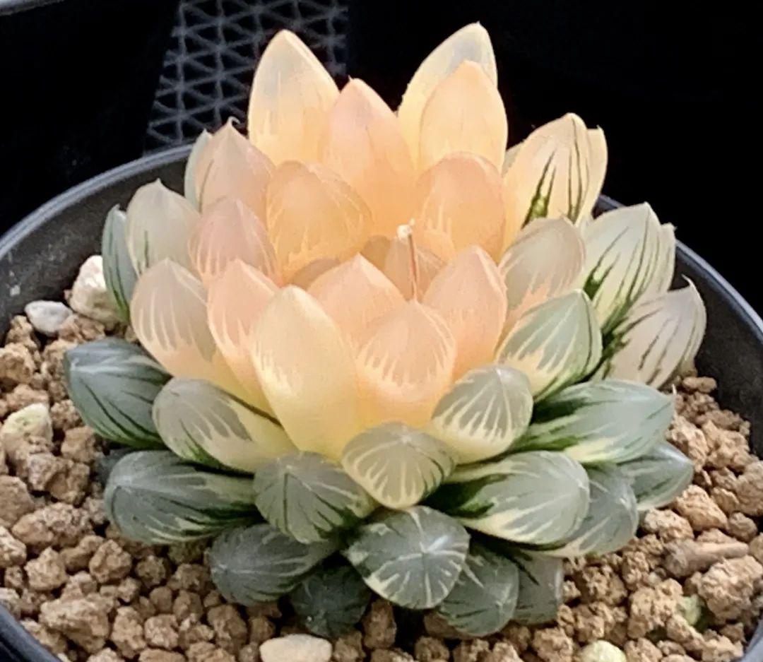 Vlad Gredlen tweet media