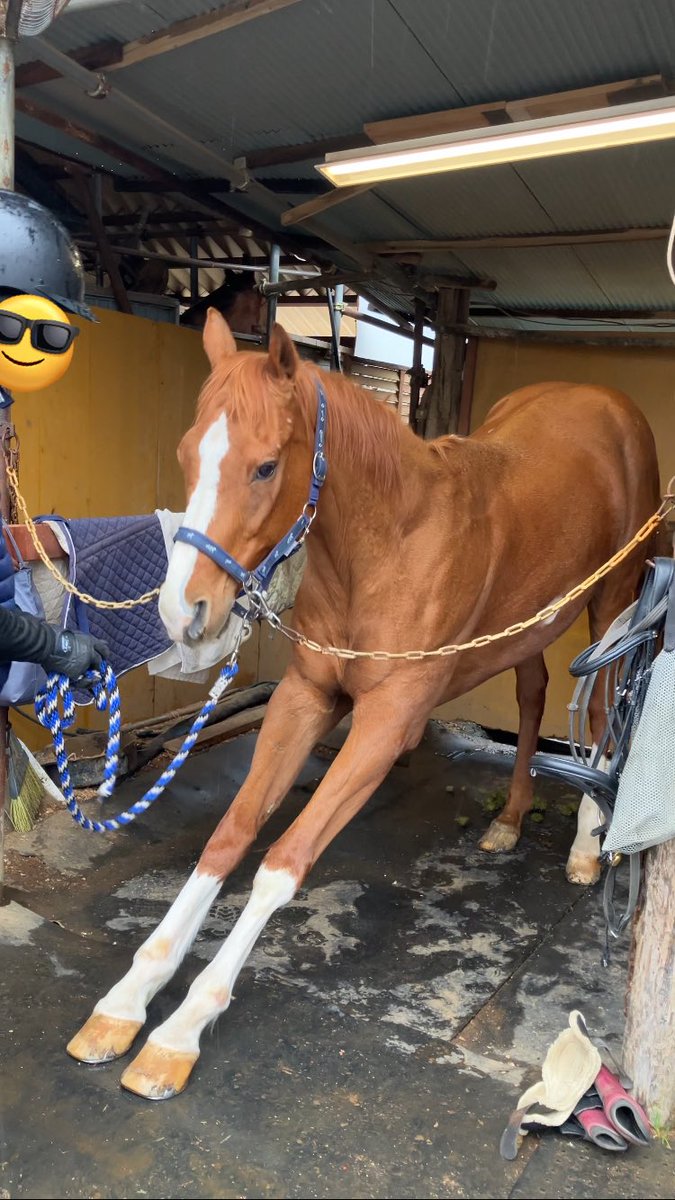 すあま@愛馬ルミといっしょ tweet media