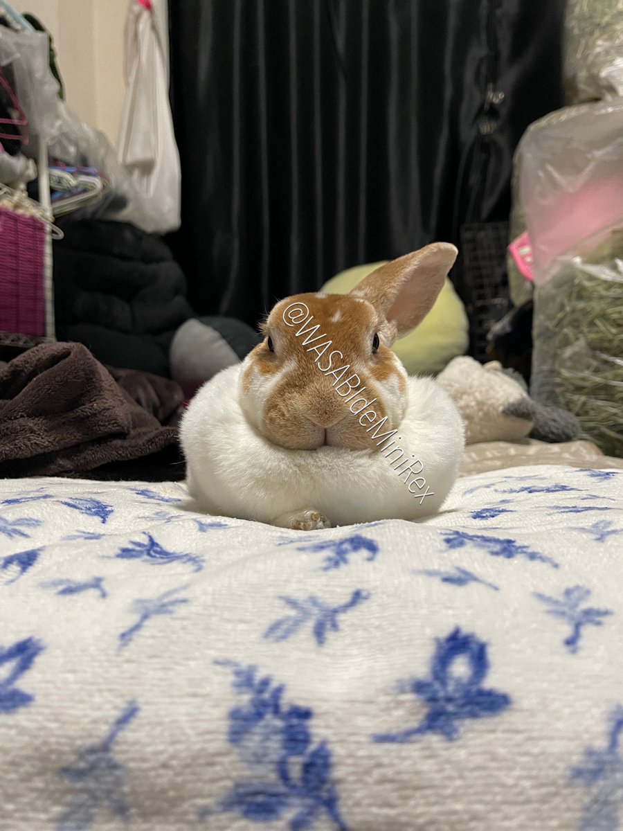 うさぎわさびc(⌒(_U･ω･U)_ tweet media