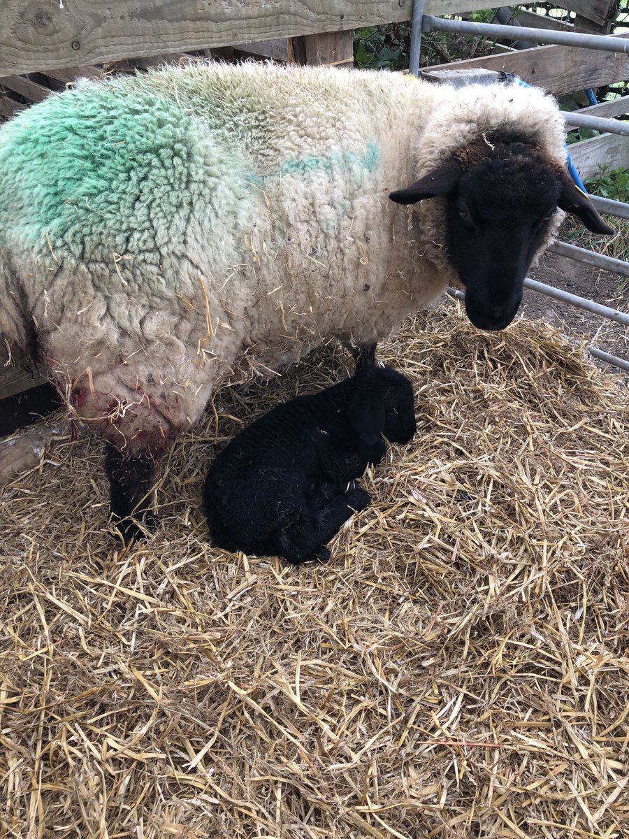 C and K Jones Roses aka JonesTheRose tweet media