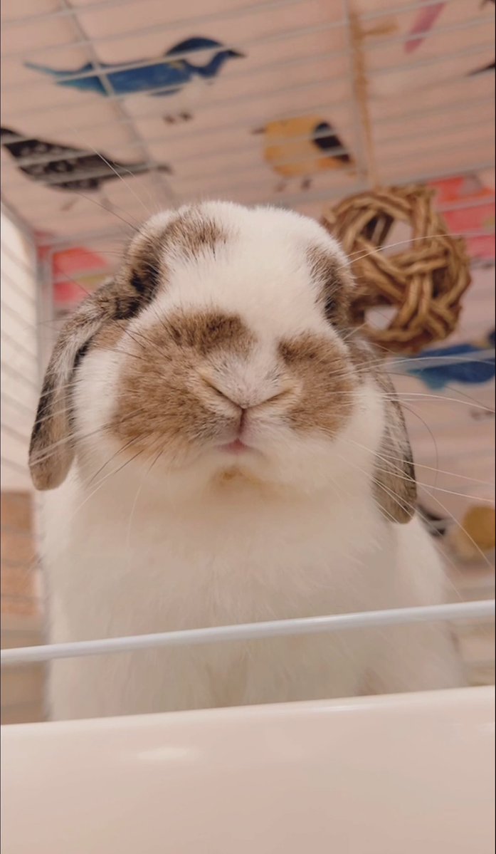 うさぎのうさじ tweet media