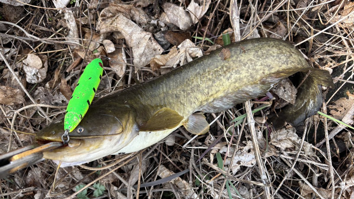 tagyoshuangler's tweet photo. ナマズ4キャッチ
朝一シーバス3バラシからのナマズに癒してもらいました

#BOMBAD
#ボンバダ
#Ladrao52 
#ラドラオ52 https://t.co/MuwDqem0iI