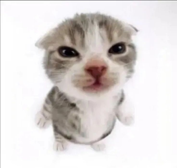 Garfield Comunista Corinthiano ☭ tweet media