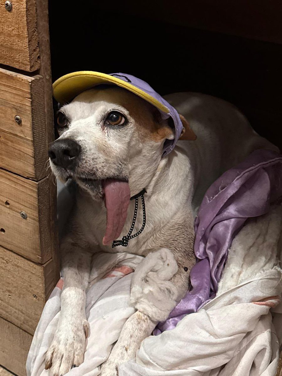 Tchuca gabberina BHz tweet media