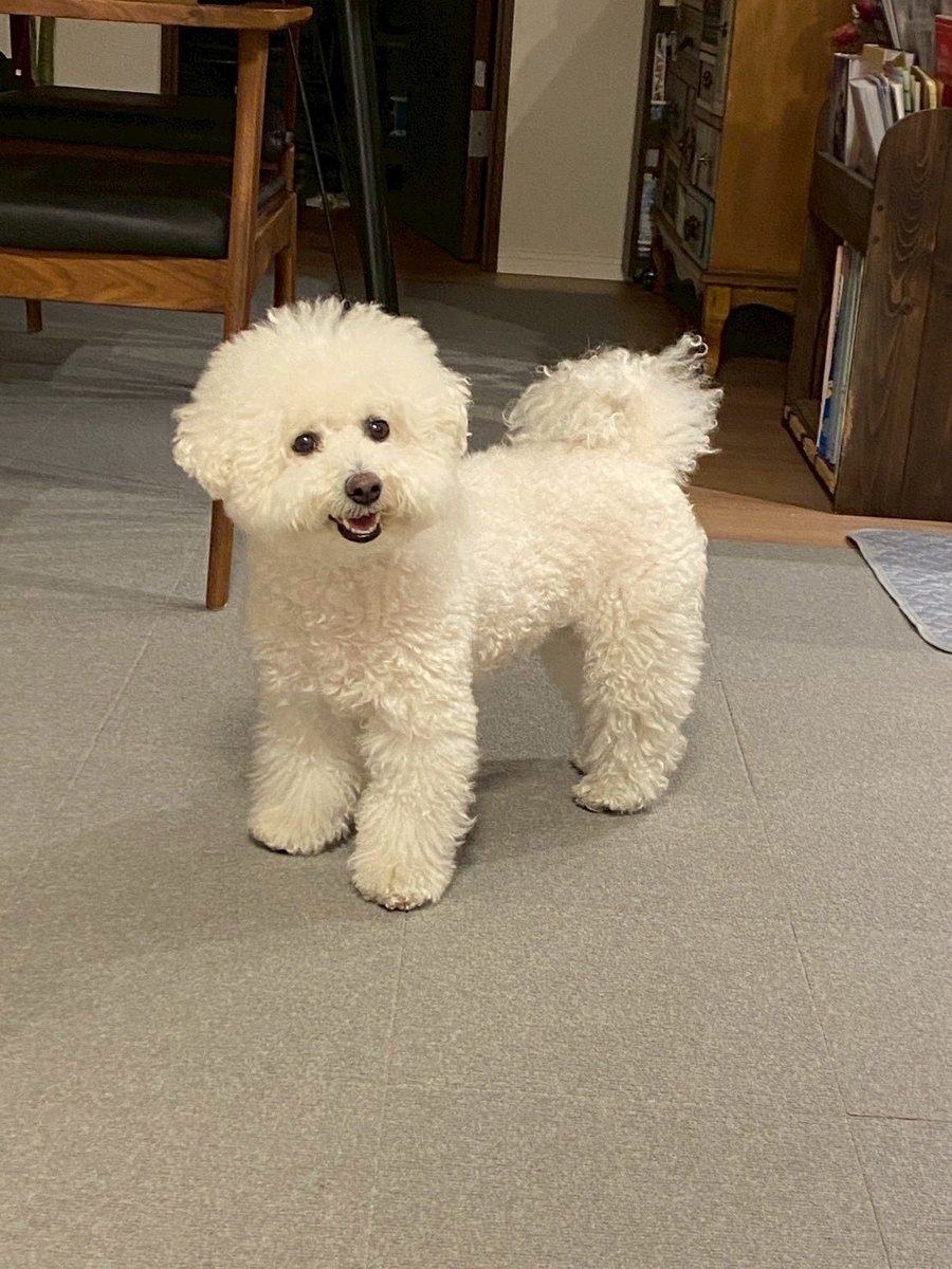 もこみちゃんと一緒 tweet media