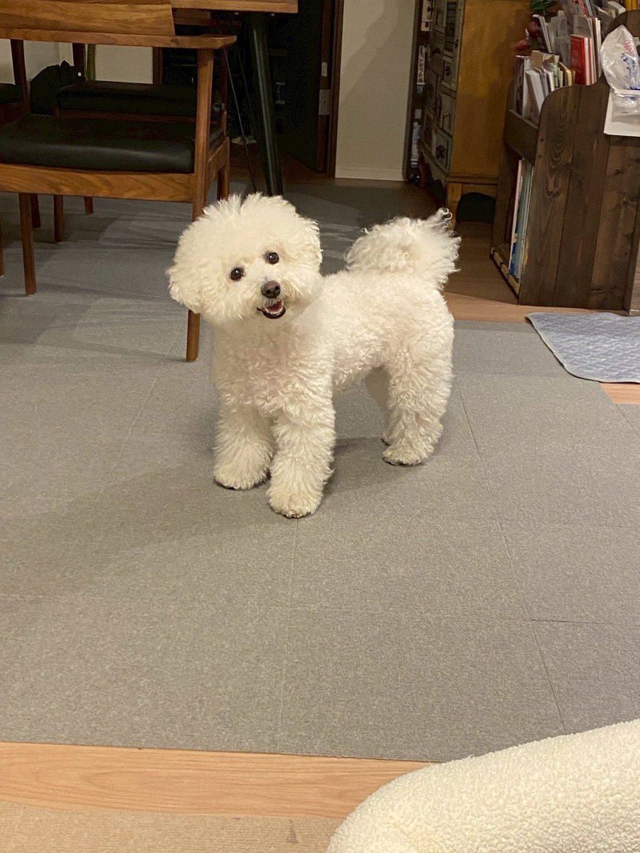 もこみちゃんと一緒 tweet media