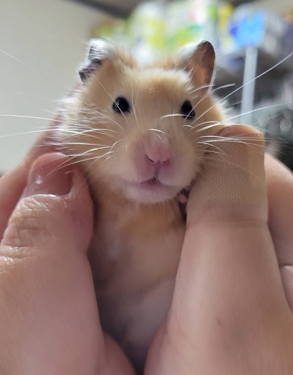 𝕙𝕒𝕞𝕒𝕛𝕚【🐹金太郎🐹あんず】 tweet media