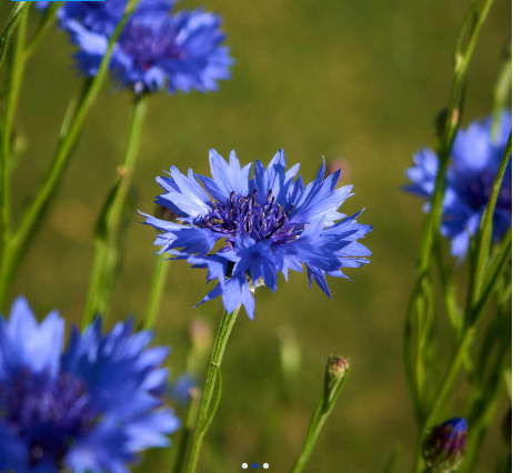 Jean-Pierre PAKULA tweet media