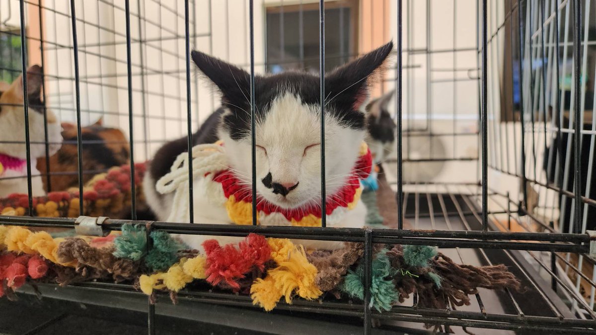 REMYPets tweet media