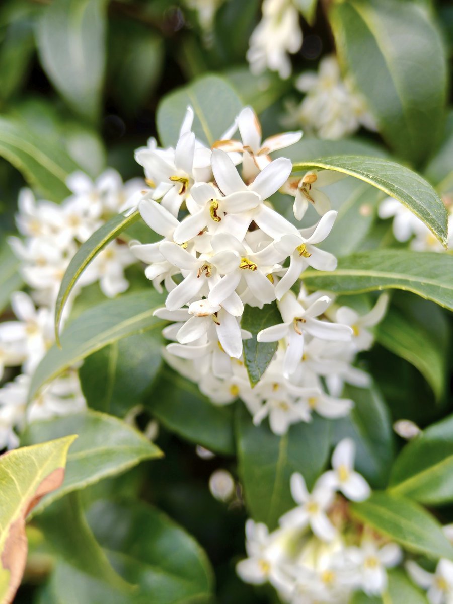 Osmanthus Burkwoodi, seen on a sunny walk this morning, never noticed this pretty hedging plant growing down the road, it's lovely! 
#flowers #walking #mentalhealth