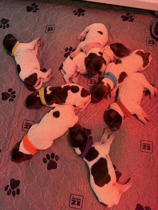 gundogcentral's tweet photo. GSP PUPS HEALTH TESTED AND TITLED PARENTS https://t.co/UeycSUdDpe on https://t.co/qsZIB1oav7 #gundogcentral #birddogs #gundogs https://t.co/Hx9IjE9Sq1