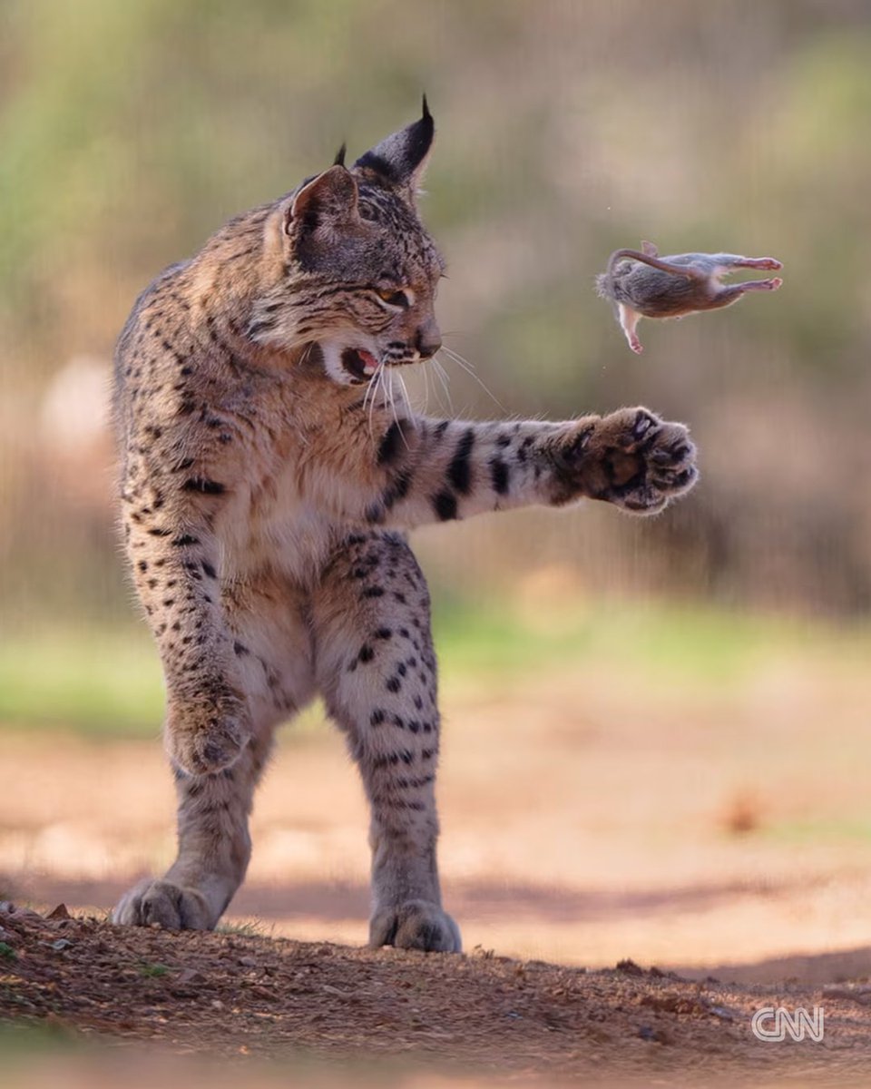 JimohConfam's tweet image. The image of an Iberian lynx playing with its prey has won the prestigious Wildlife Photographer of the Year People’s Choice Award for 2026. cnn.it/40PI8Ng