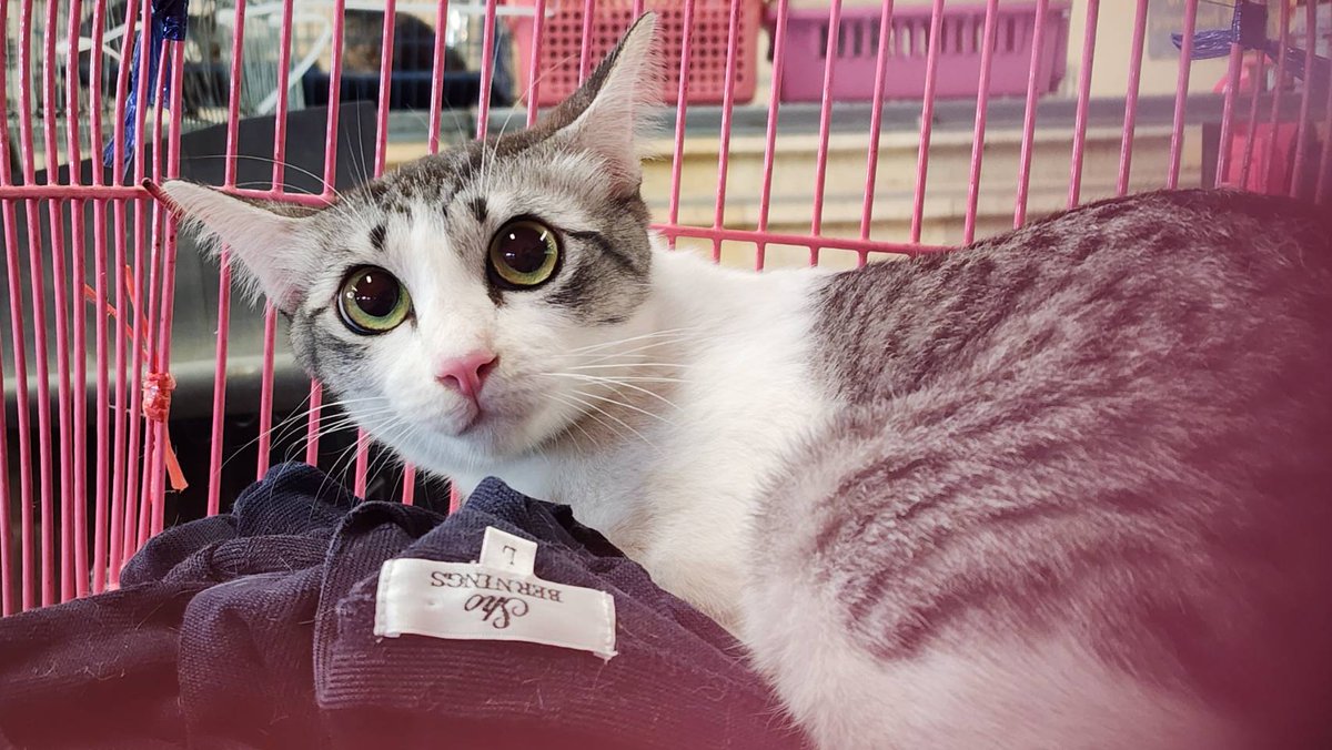 REMYPets tweet media