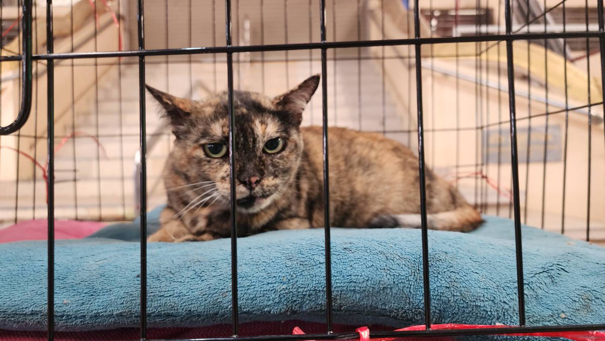 REMYPets tweet media