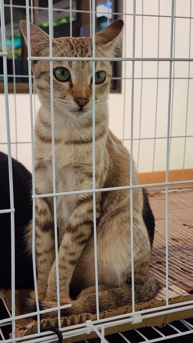 REMYPets tweet media