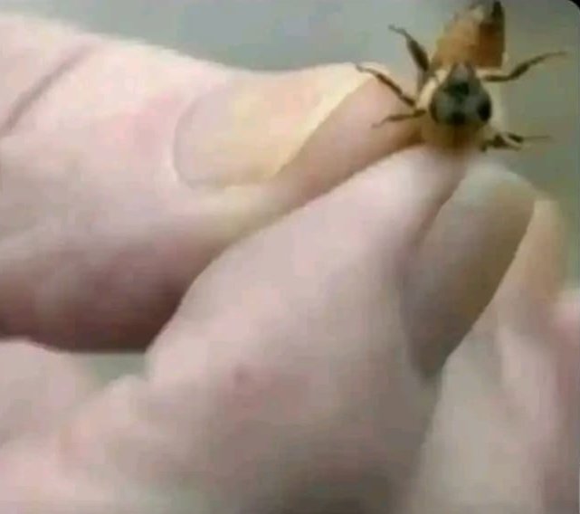 BENDART. tweet media